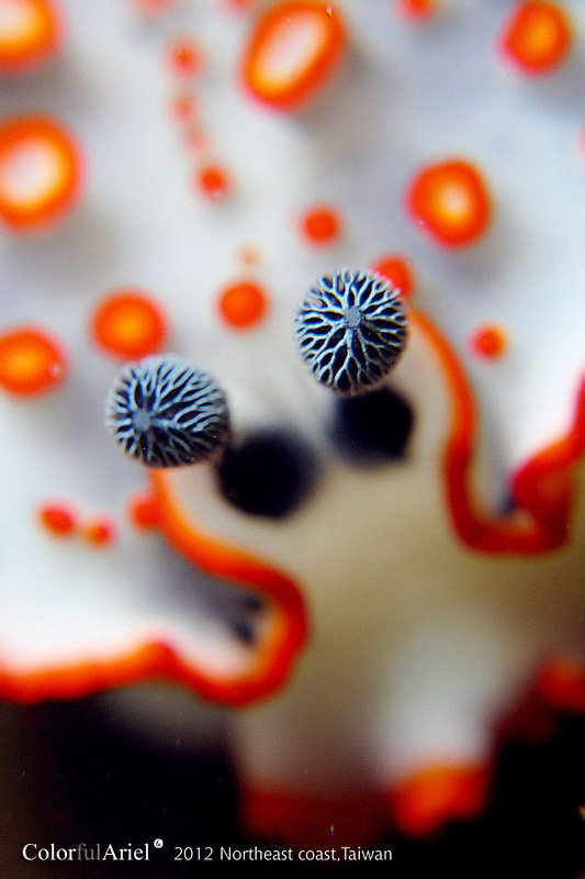 20120526