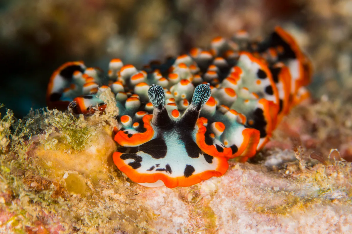 nudibranch2Oct20-17