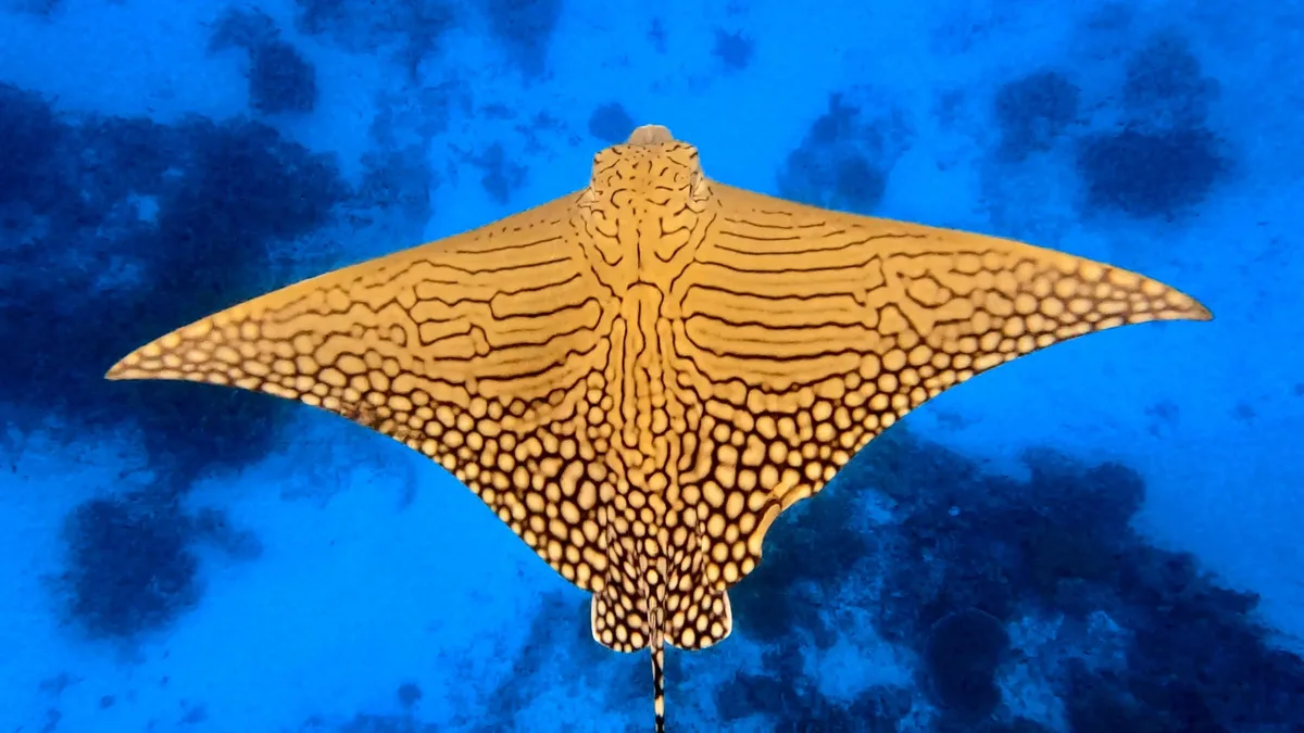 Ornate Eagle Ray