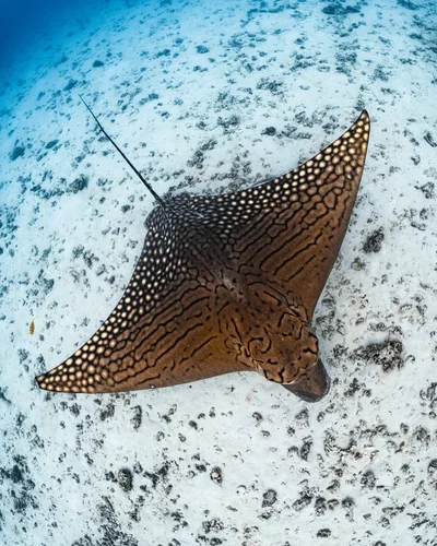 Ornate Eagle Ray