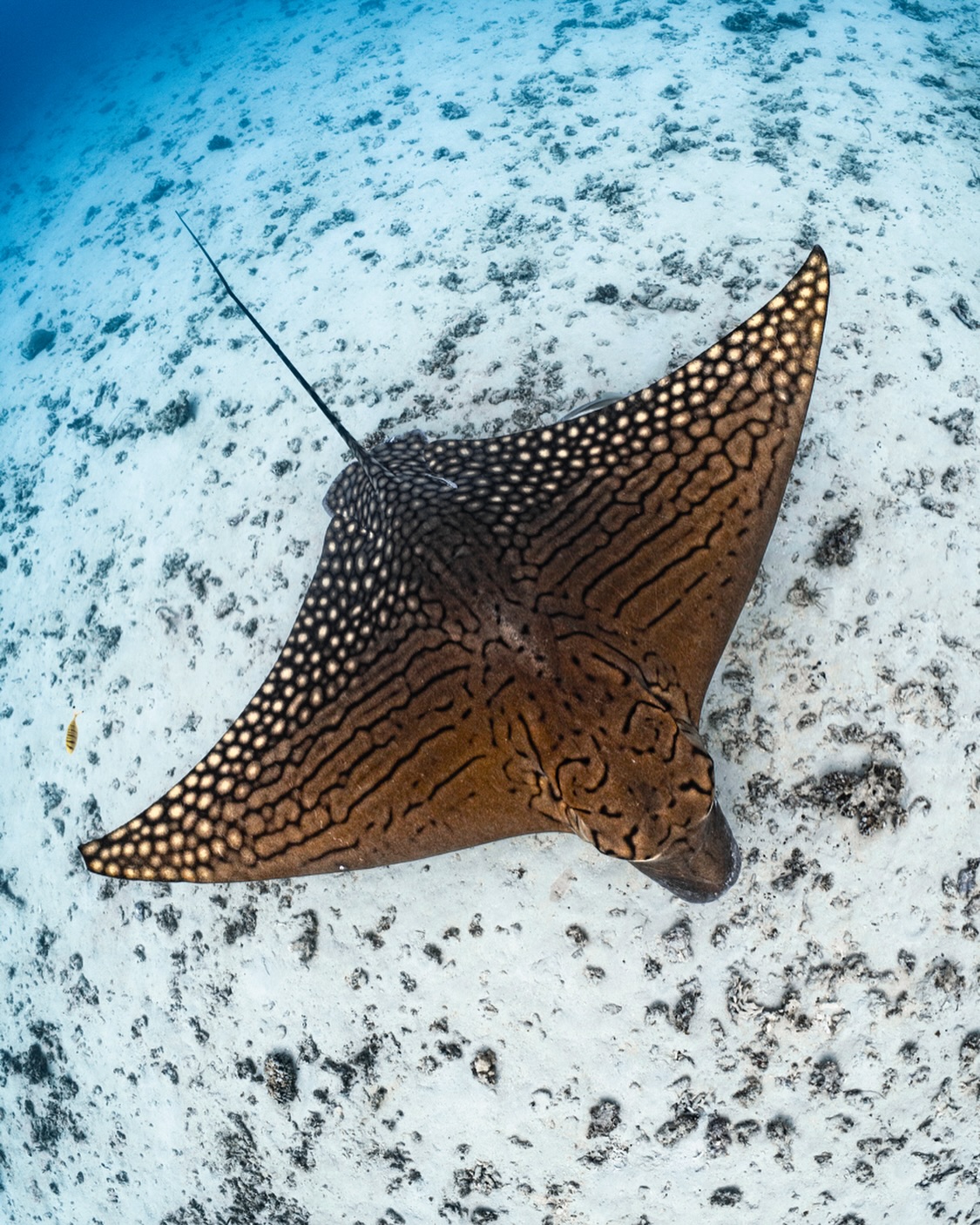Ornate Eagle Ray
