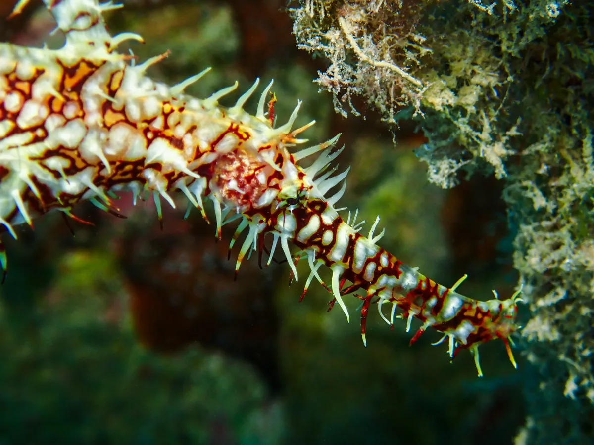 Ornate Ghost Pipefish
