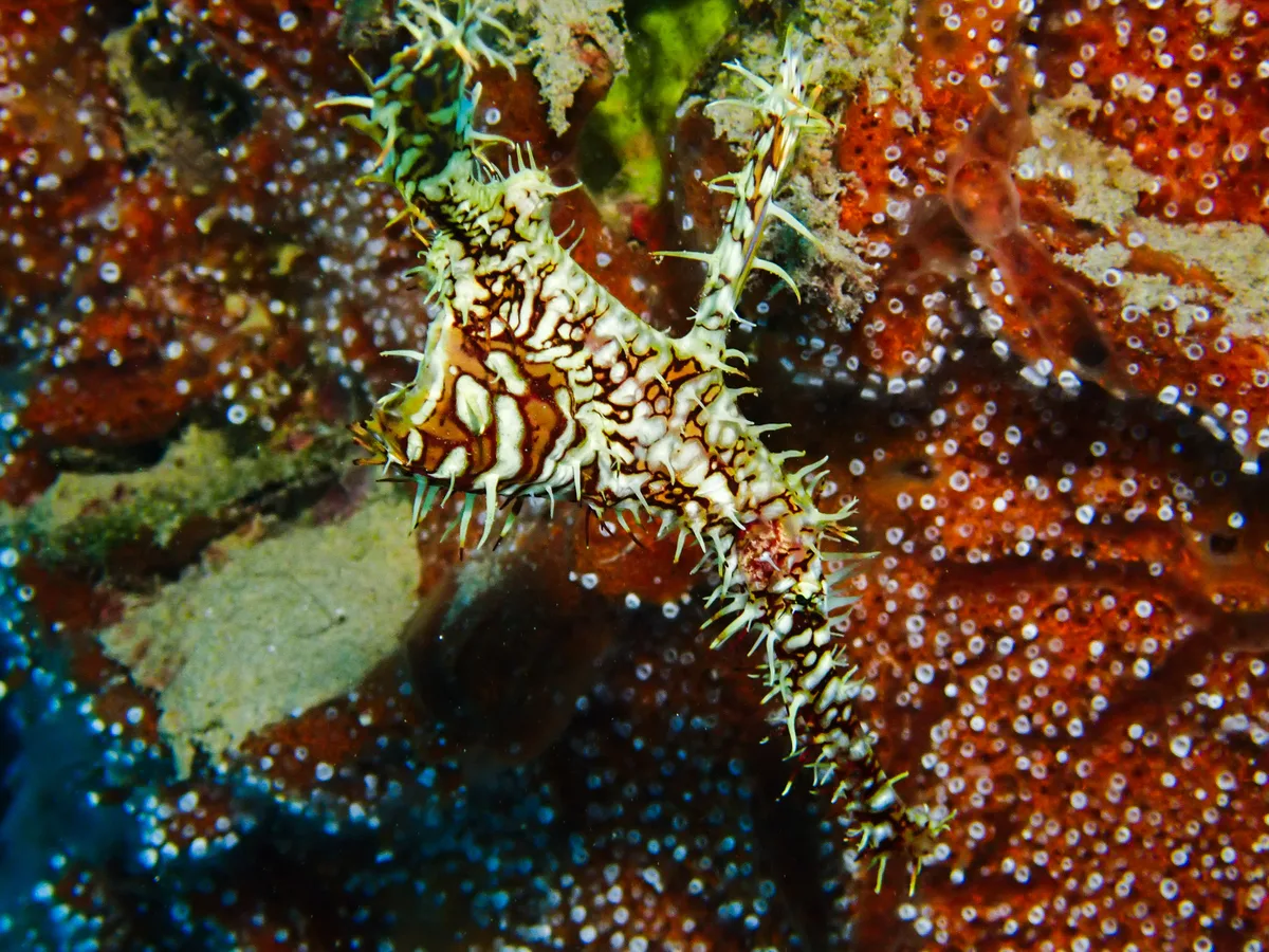 Ornate Ghost Pipefish