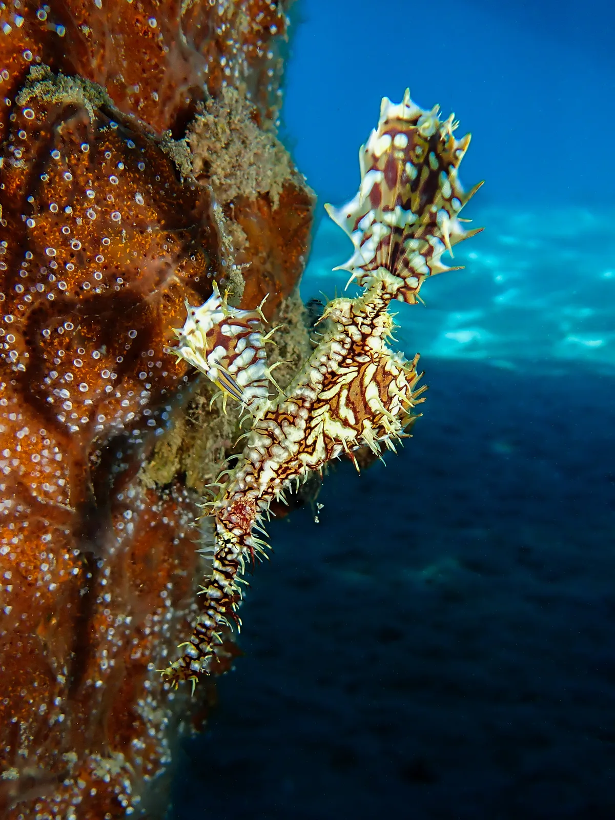 Ornate Ghost Pipefish