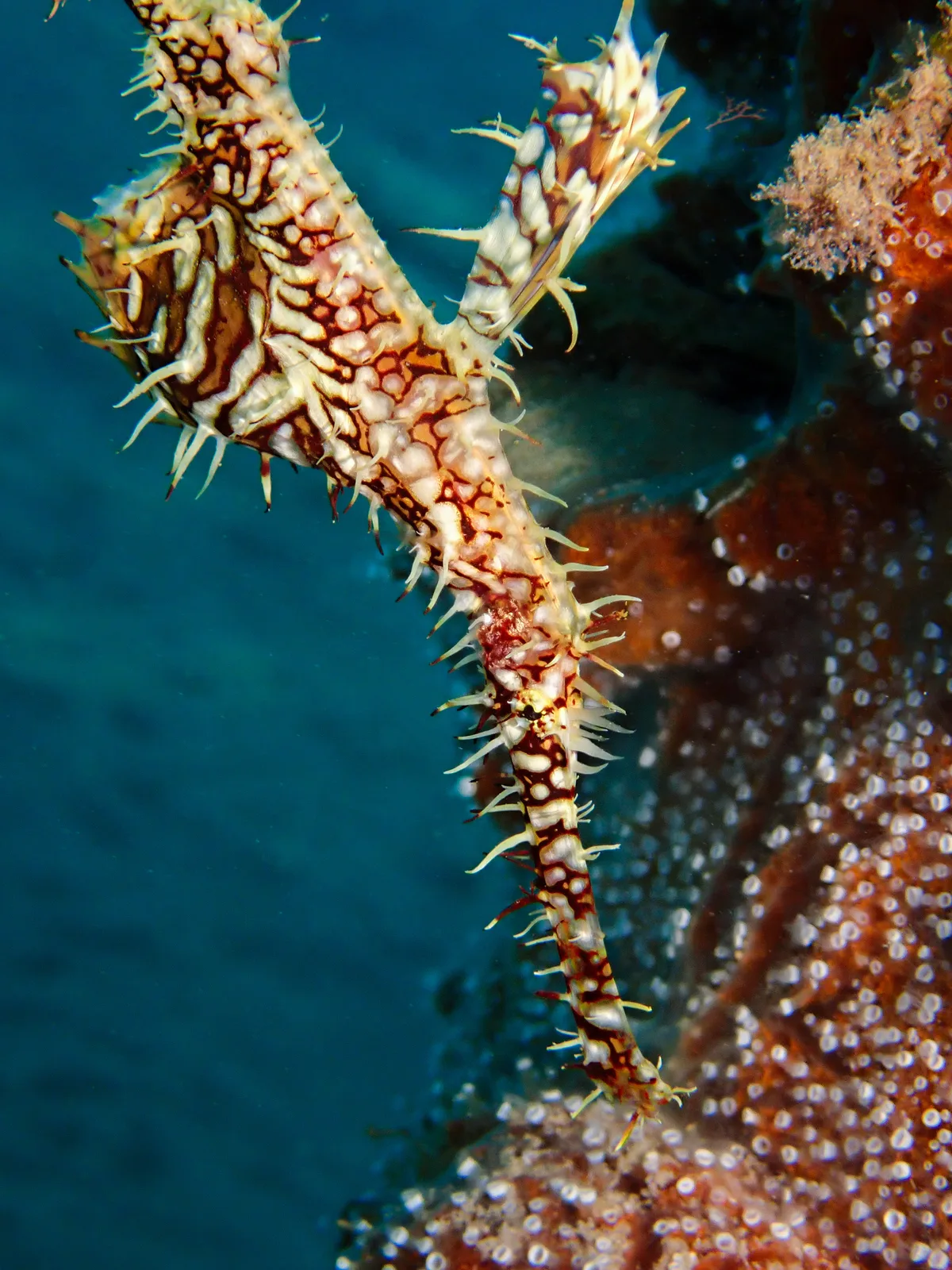 Ornate Ghost Pipefish