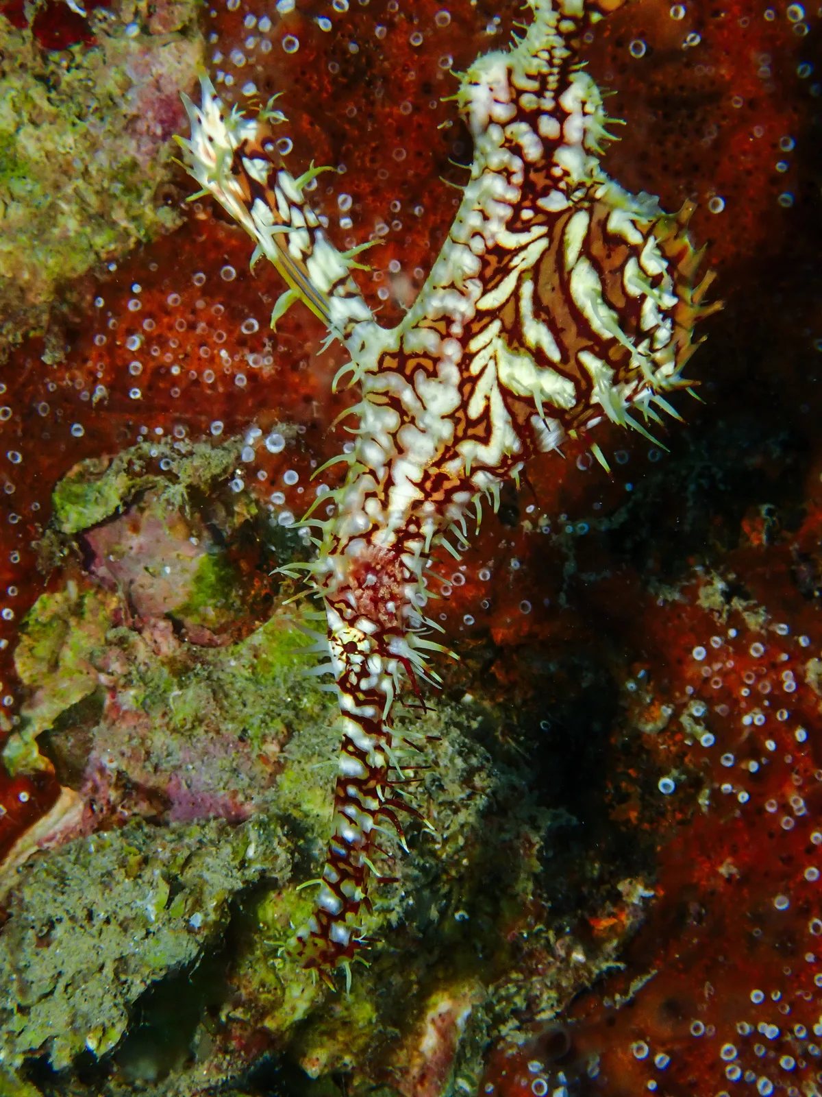 Ornate Ghost Pipefish