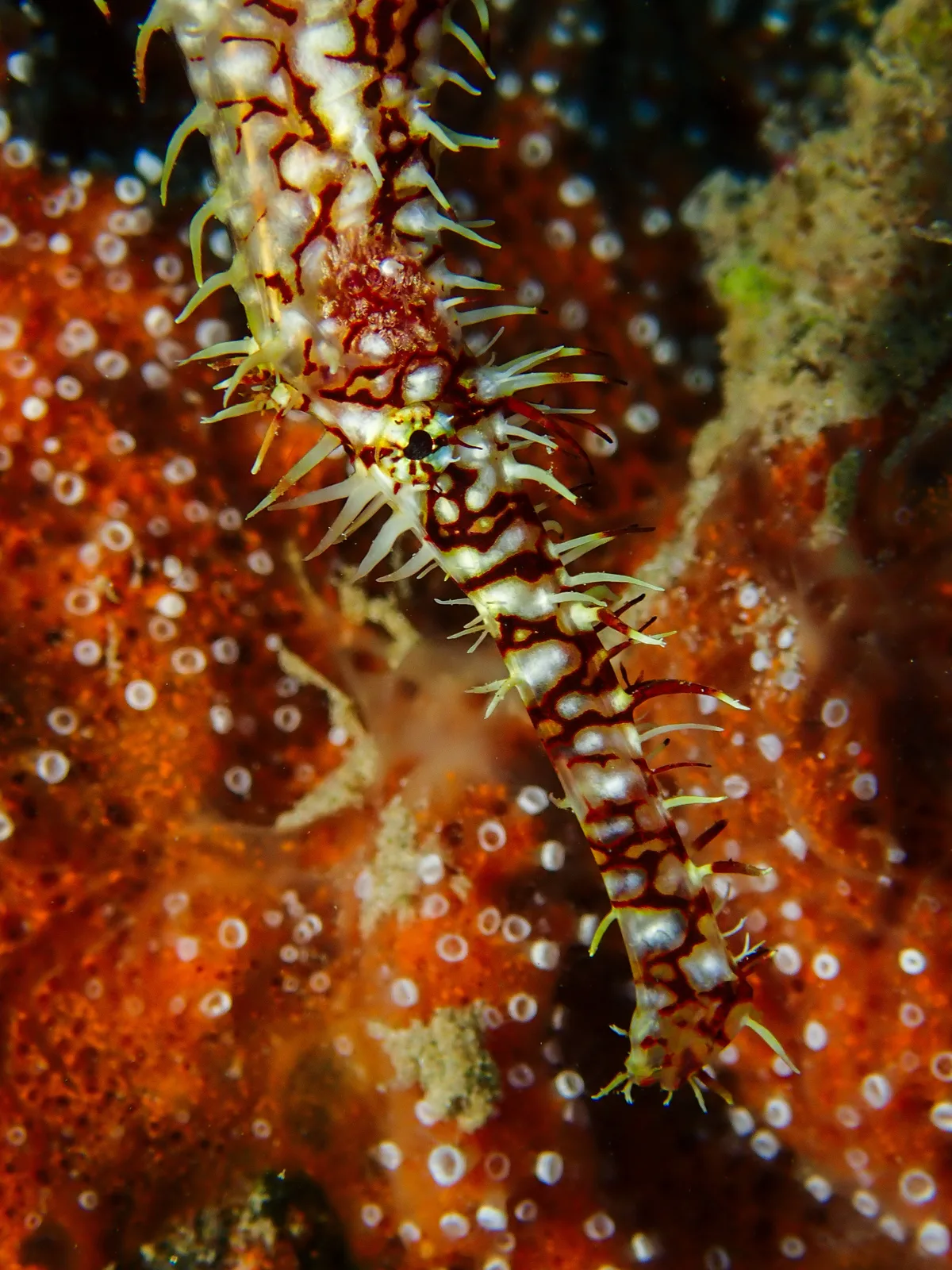 Ornate Ghost Pipefish