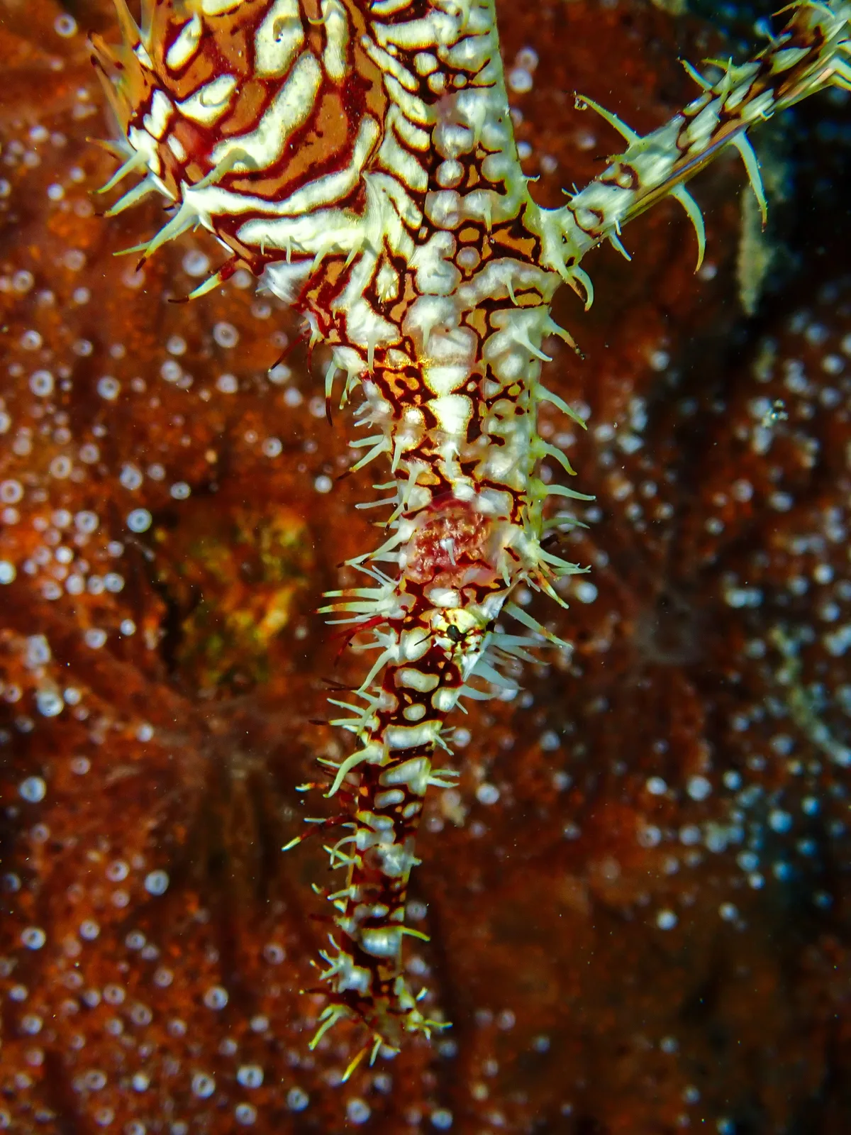 Ornate Ghost Pipefish