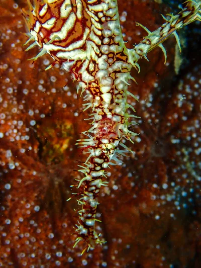 Ornate Ghost Pipefish