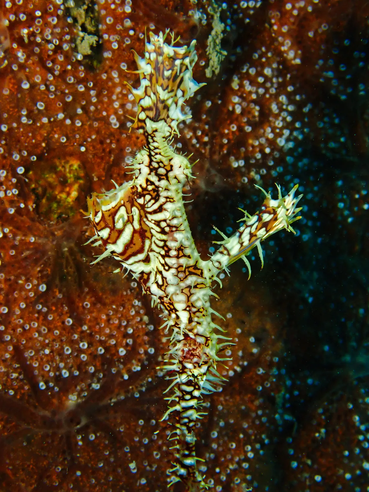 Ornate Ghost Pipefish
