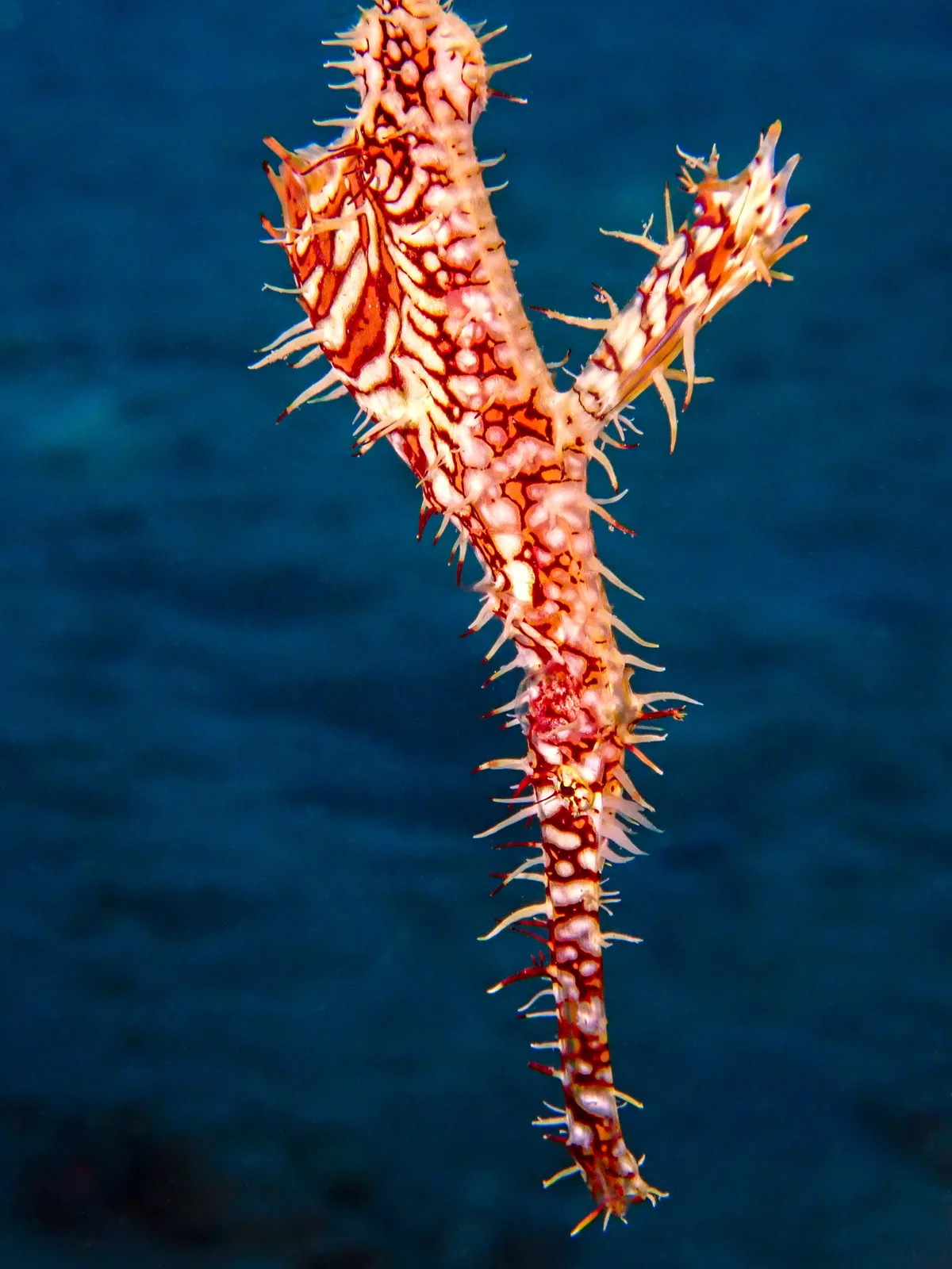 Ornate Ghost Pipefish