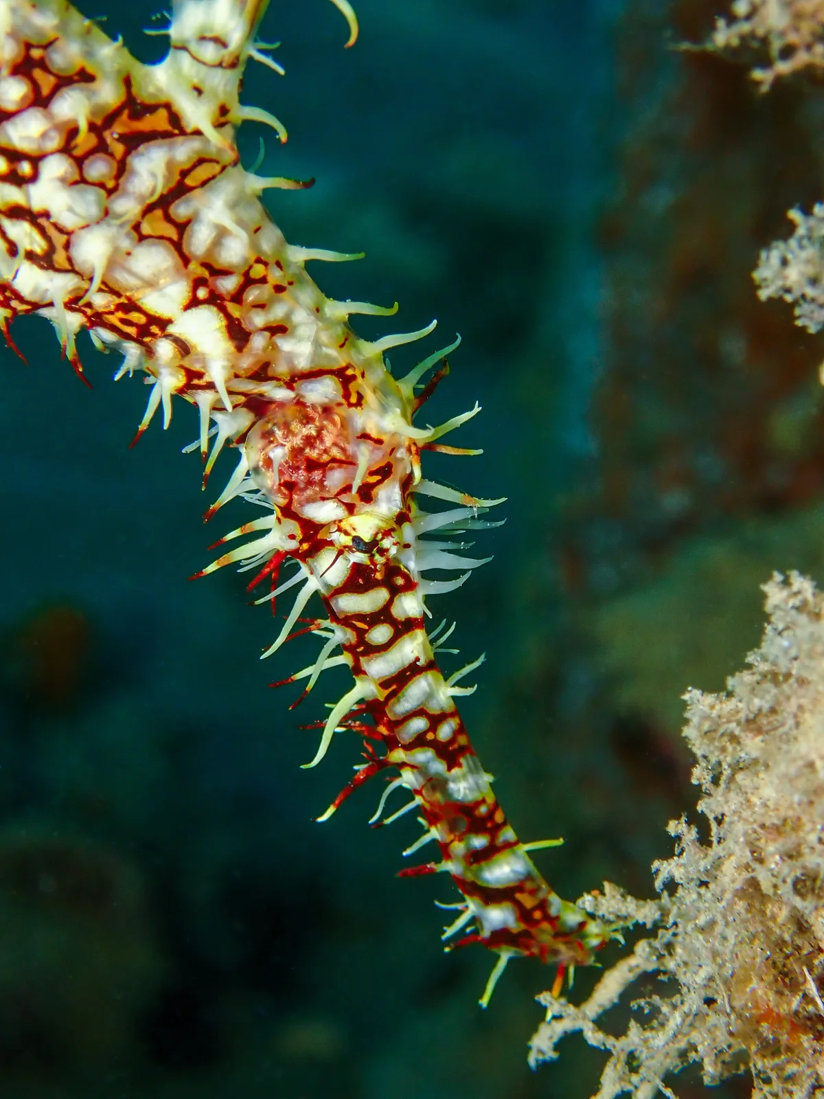 Ornate Ghost Pipefish