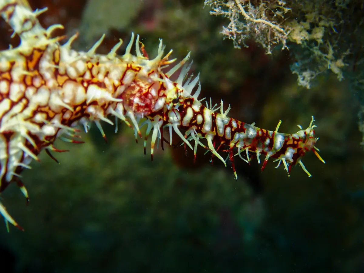 Ornate Ghost Pipefish