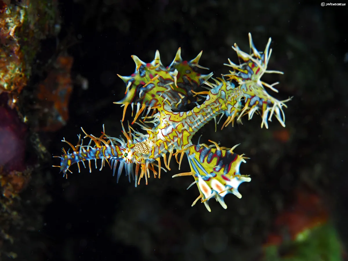 Solenostomus paradoxus - Ornate Ghostpipefish