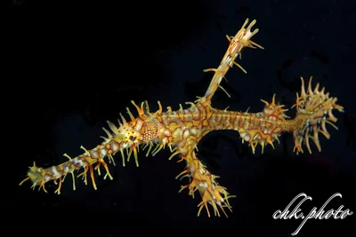 Harlequin Ghost Pipefish - Solenostomus paradoxus - Harlekin-Geisterpfeifenfisch