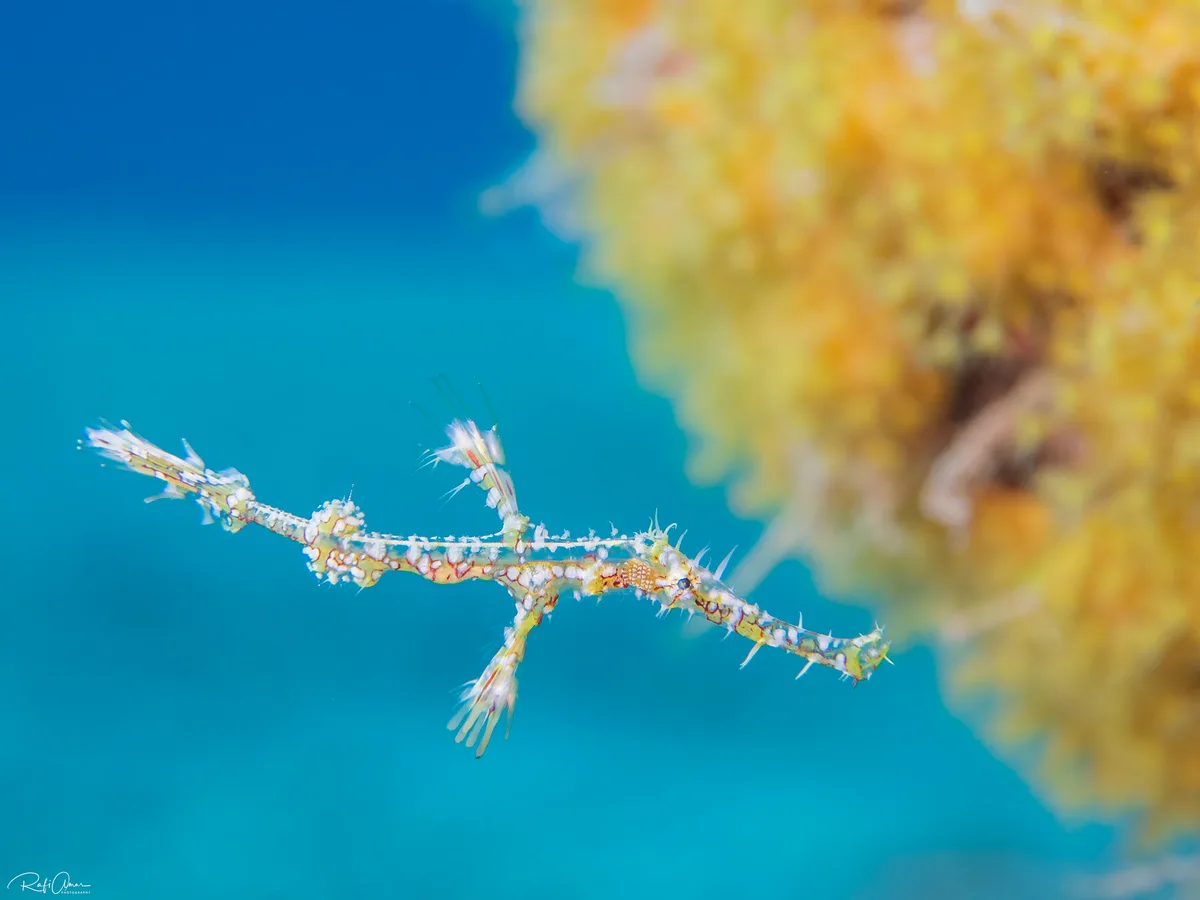 Ornate Ghost Pipefish -  Solenostomus paradoxus