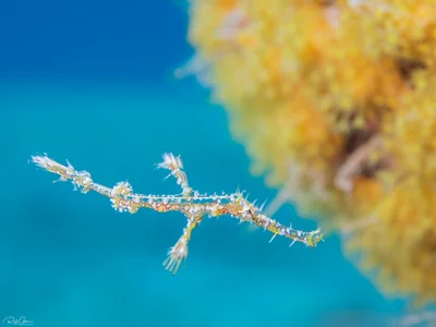 Ornate Ghost Pipefish -  Solenostomus paradoxus