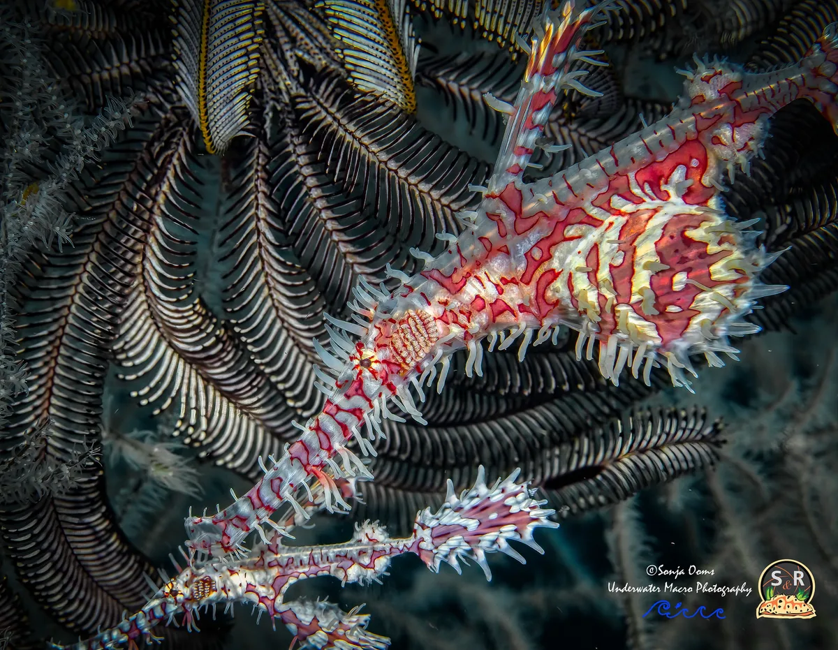 ORNATE GHOST PIPEFISH