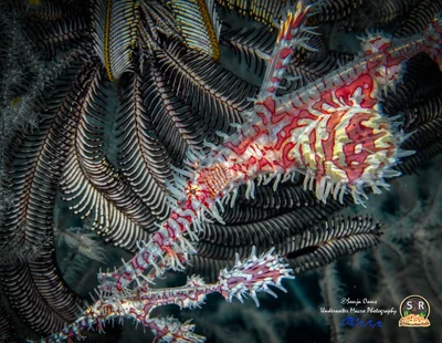 ORNATE GHOST PIPEFISH
