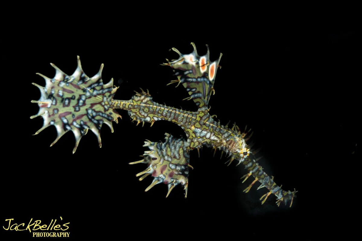 Solenostomus paradoxus