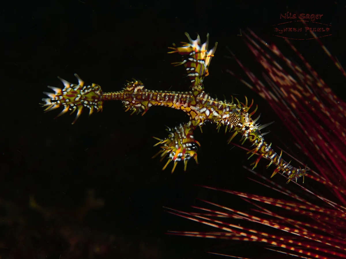 Solenostomus paradoxus