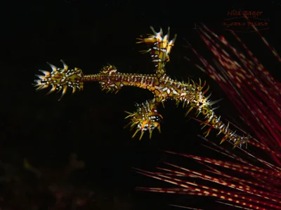 Solenostomus paradoxus
