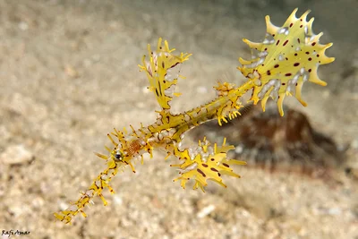 Ornate Ghost Pipefish - Solenostomus paradoxus
