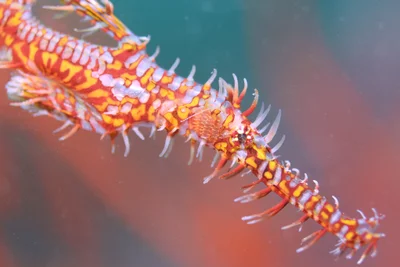 Ornate Ghost Pipefish - Oct 21 - 3