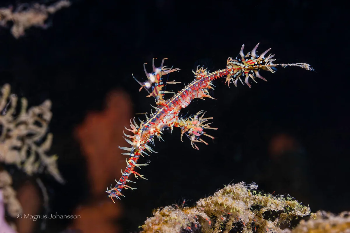 Solenostomus paradoxus