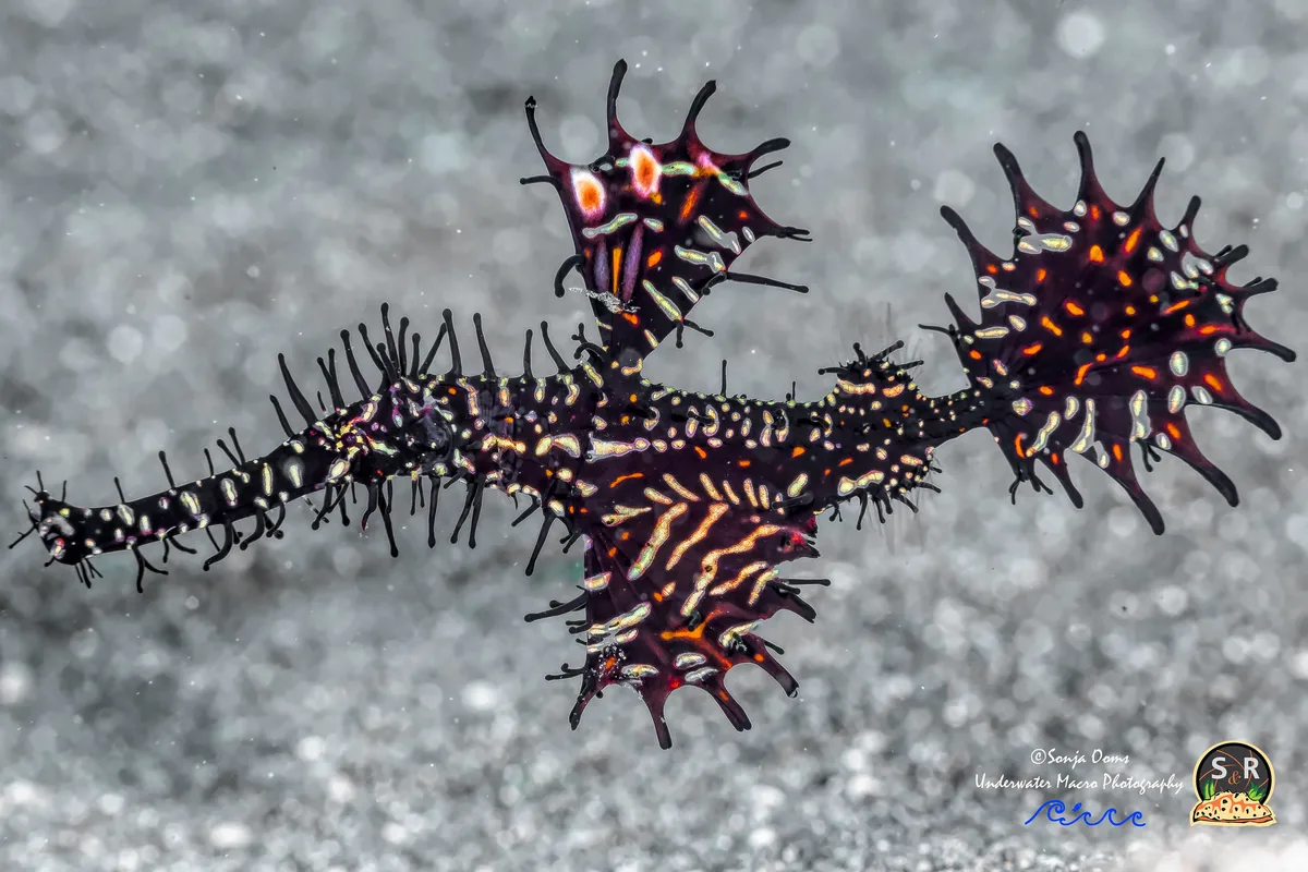ORNATE GHOST PIPEFISH