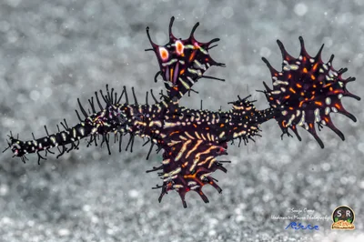 ORNATE GHOST PIPEFISH