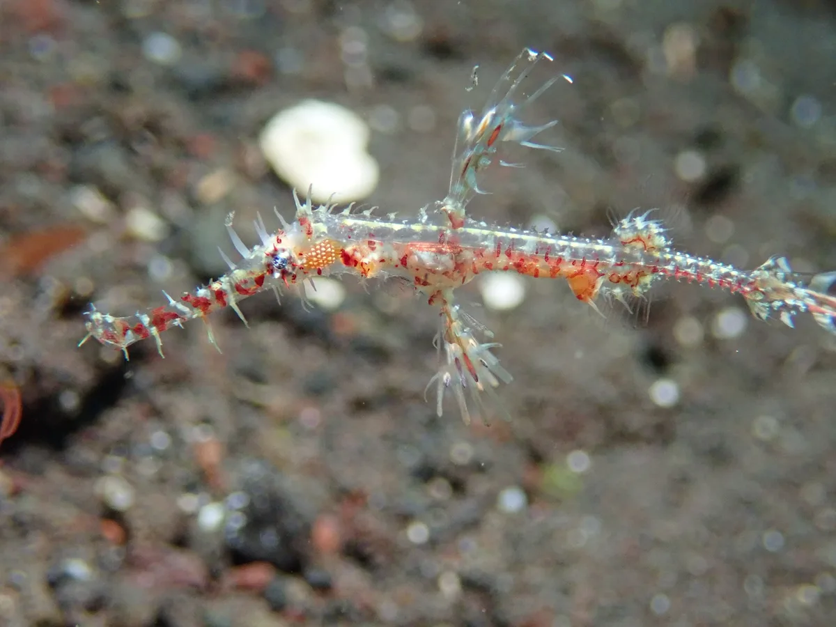 ornate ghost pipefish - Solenostomus paradoxus - Schmuckgeisterpfeifenfisch