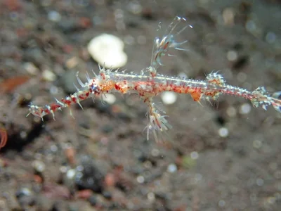 ornate ghost pipefish - Solenostomus paradoxus - Schmuckgeisterpfeifenfisch