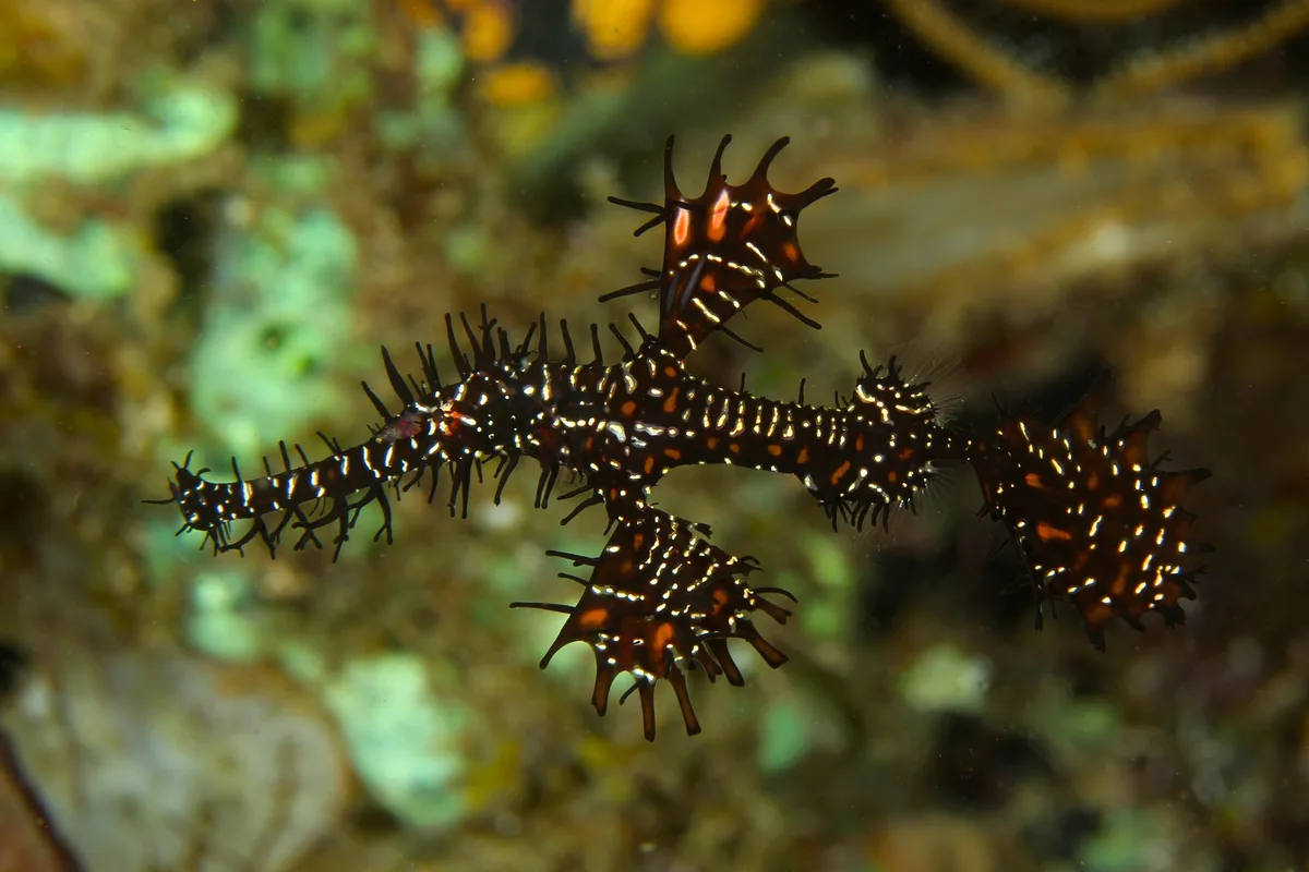 Solenostomus paradoxus