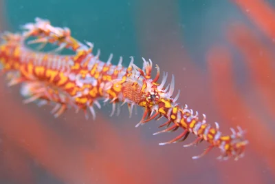 Ornate Ghost Pipefish - Oct 21 - 2