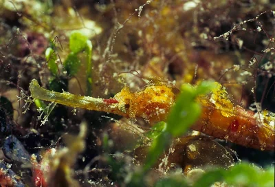 Halicampus macrorhynchus