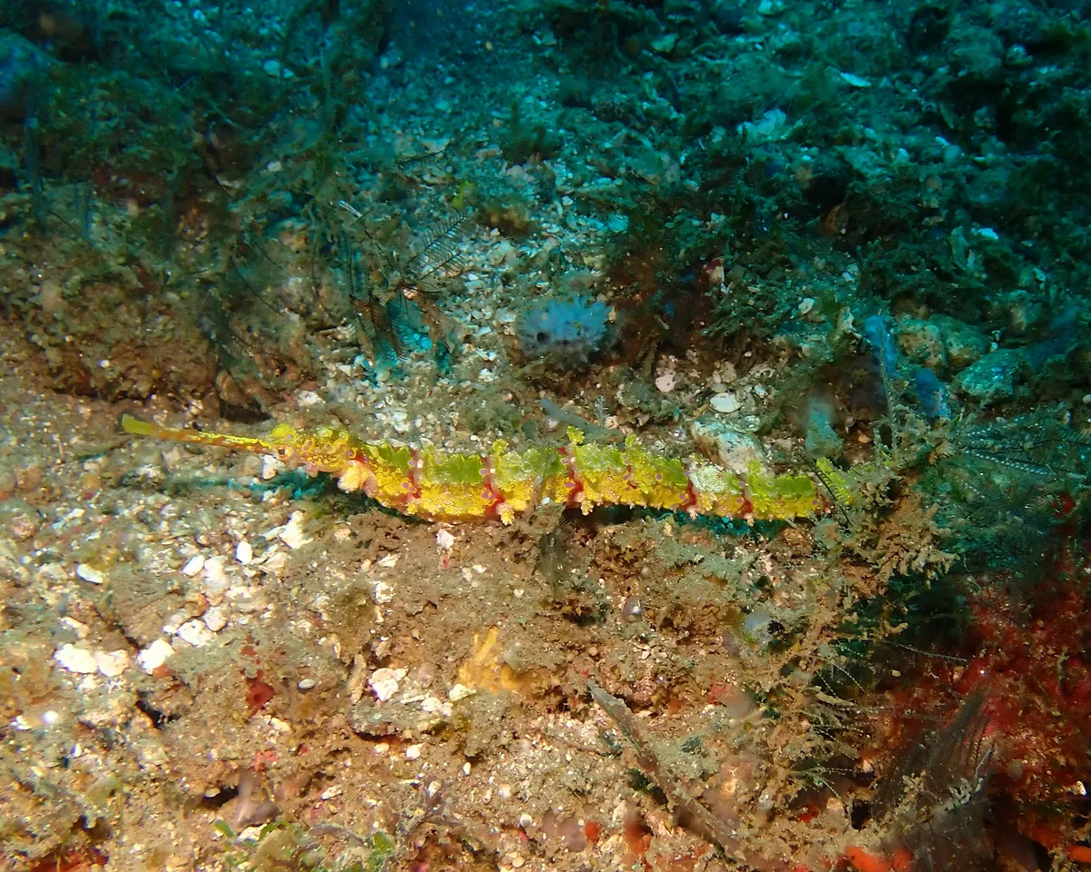 Halicampus macrorhynchus
