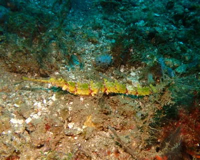 Halicampus macrorhynchus