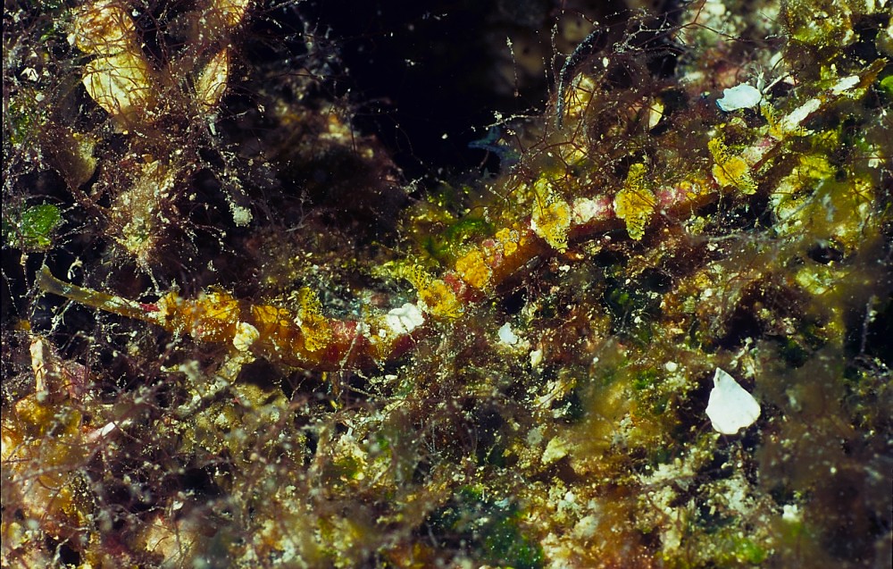 Halicampus macrorhynchus