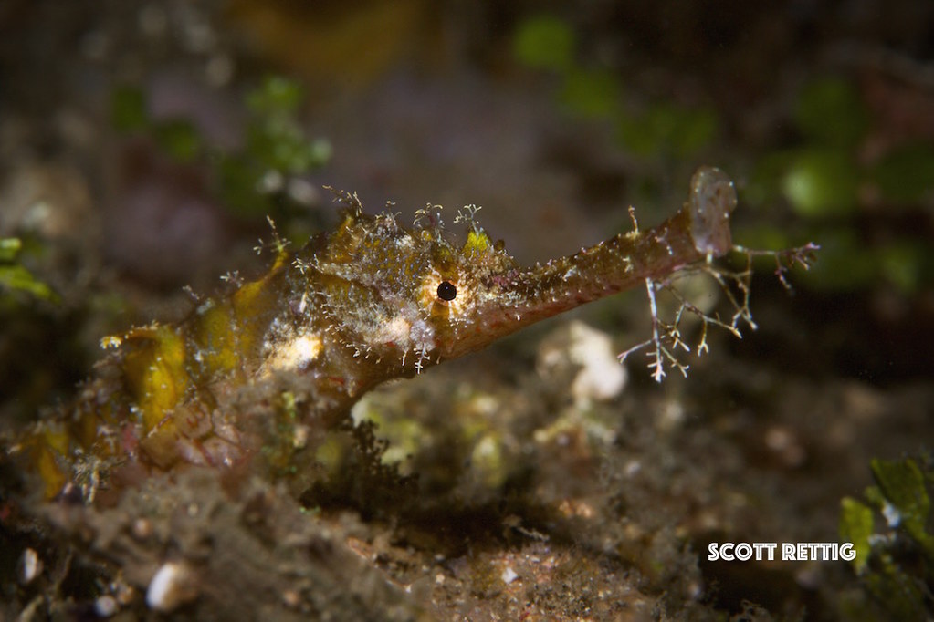 Winged Pipefish (Halicampus macrorhynchus)