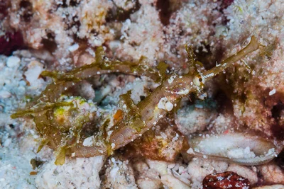 Whiskered pipefish - Halicampus macrorhynchus