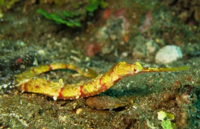 Winged Pipefish (Halicampus macrorhynchus)