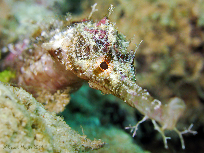 Winged Pipefish (Halicampus macrorhynchus)