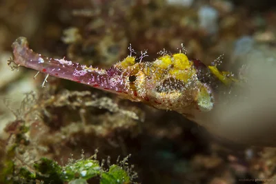 Ornate Pipefish, Flügel-Seenadel (Halicampus macrorhynchus)