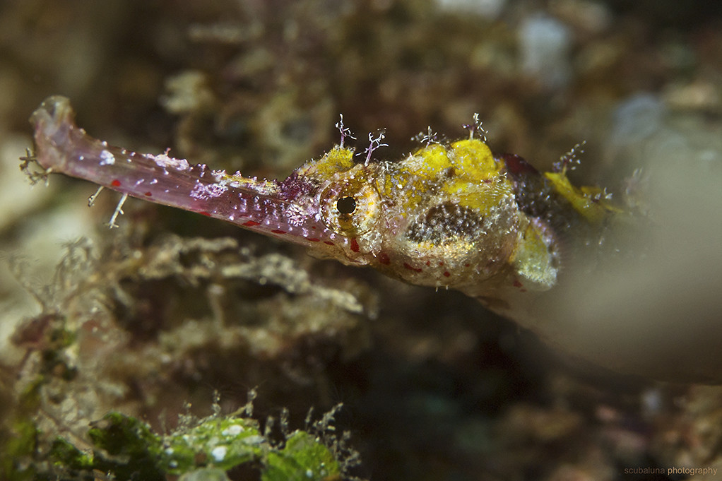 Ornate Pipefish, Flügel-Seenadel (Halicampus macrorhynchus)