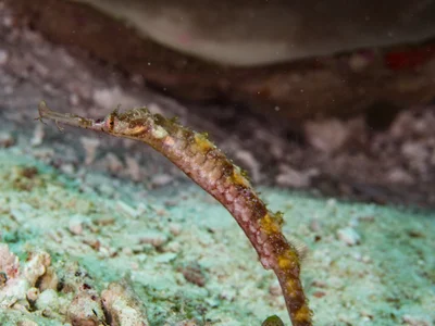 Winged pipefish (Halicampus macrorhynchus)
