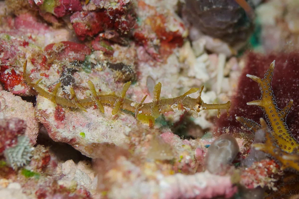 Ornate Pipefish