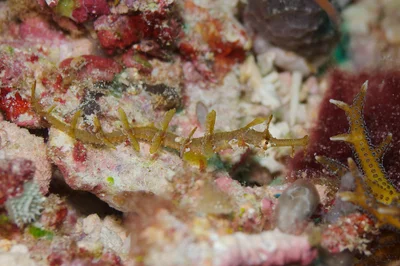 Ornate Pipefish
