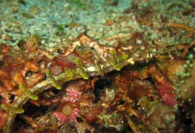 Winged Pipefish (Halicampus macrorhynchus)