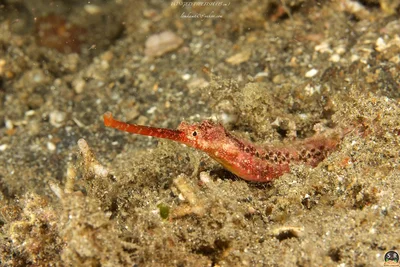HALICAMPUS  MACRORHYNCHUS (15 cm)